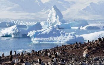 Peneliti Bingung, Ribuan Penguin di Antartika Mati Mendadak